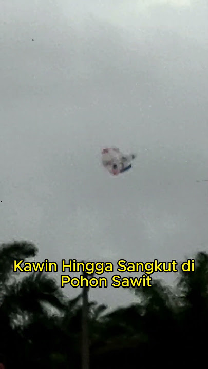 Kawin Hingga Sangkut di Pohon Sawit