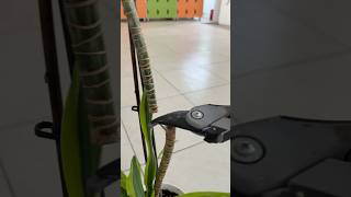 Размножаем и омолаживаем драцену #уходзарастениями #plants #plantcare #houseplants #комнатныецветы