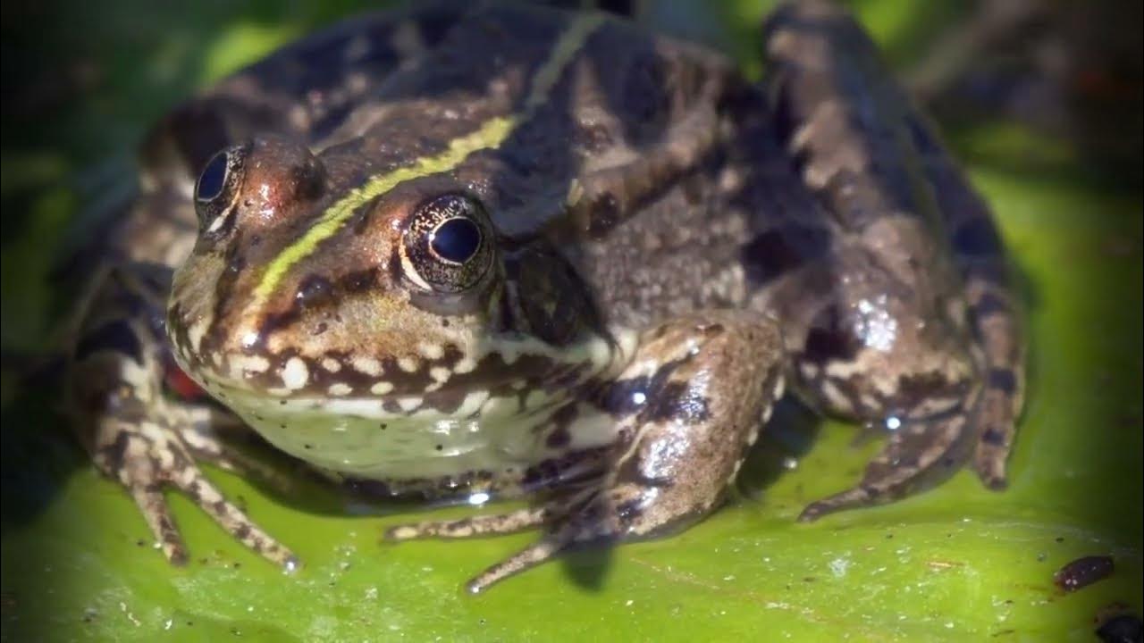 Frösche Frosch Froschlurche Kröten Unken Wirbeltierklasse der Amphibien YouTube
