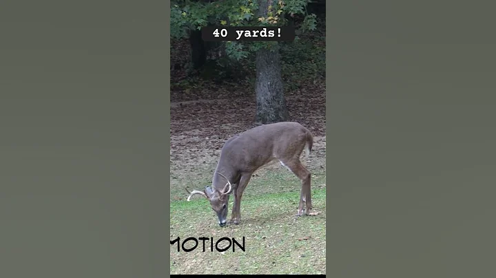 Buck ducks arrow at 40 yards!