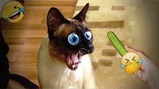 New Funny Animals 😂 Funniest Cats and Dogs Videos 😺🐶 #52 by BOO PETS 148 views 4 months ago 10 minutes, 37 seconds