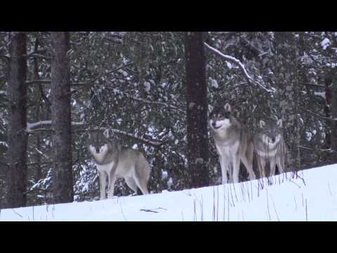 Video: Varför Ska Vi Skydda Naturen