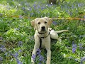 Cooper the Labrador Puppy - 2 Weeks Residential Dog Training