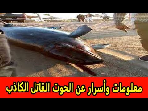 معلومات وأسرار عن الحوت القاتل الكاذب   ومفاجأة حول سبب نفوقه في الغردقة