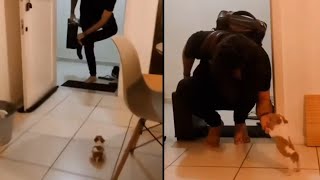 Puppy can't contain his excitement when owner comes home #Shorts