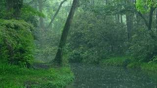 The beautiful forest is raining(156) , sleep, relax, meditate, study, work, ASMR