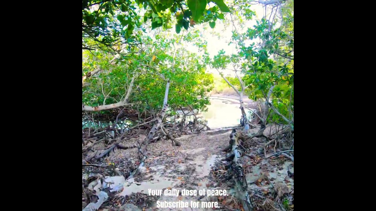 SHORT JOURNEYS 11 | CUBA - Cayo Jutias #travel #4k #walkingtour #walking #nature