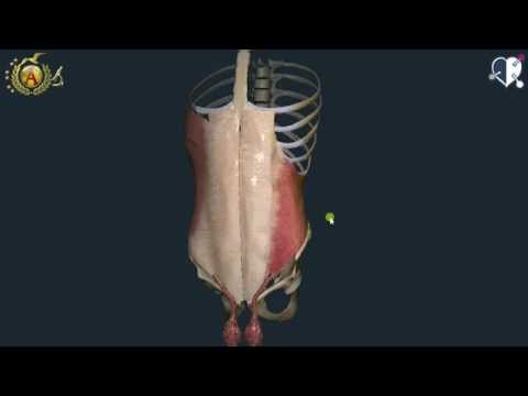 Video: Dov'è l'aponeurosi della spina dorsale?
