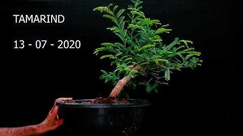 Beginner Bonsai Styling - Choosing Branches to Cut Tamarind Bonsai #maskmanbonsai