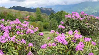 Komar Flowers-1 (Mountain Rose) Çayırbağı Village/Düzköy/Trabzon/Turkey