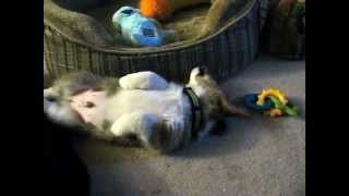 Owen Corgi Puppy - Too Tired For Bed Or Toys