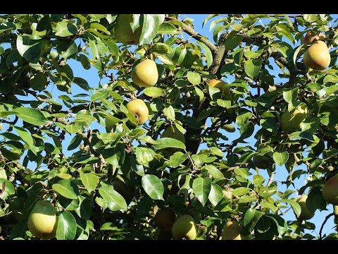 Video: Propagación del peral: consejos para cultivar perales a partir de esquejes