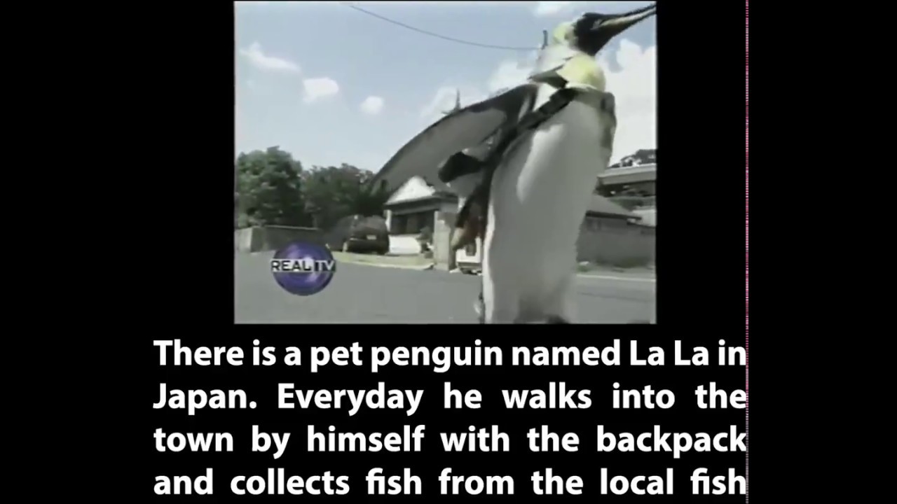 かわいいペンギンのお買い物・Shopping of a pretty penguin - YouTube