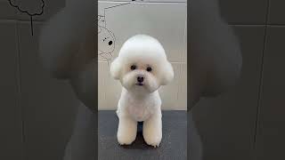 Hilarious & Adorable Bichon Frise Grooming Transformation!  #BichonFriseGrooming...