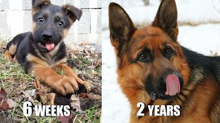 German shepherd growing up video compilation