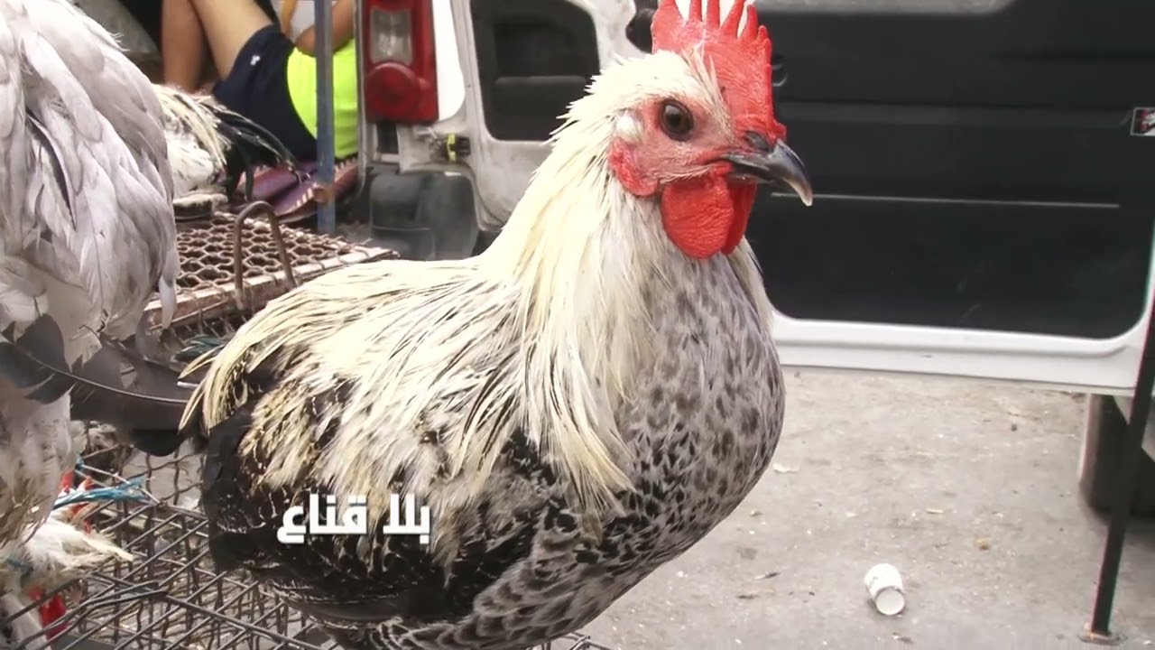 السردوك العربي فوق الثلاثين دينار..العلفة غالية والزوالي لاخالط على سردوك حي ولا على دجاجة مذبووحة