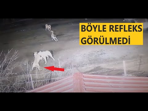Bu Kopekler Kavga Etmeden Duramiyor Dog Attack Kangal Malakli Kopek Youtube