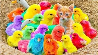 World Cute Chickens, Colorful Chickens, Rainbows Chickens, Cute Ducks, Cat, Rabbits,Cute Animals