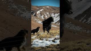 💢雪域高原野牦牛！Wild Yaks! #Animal 【跟着图尔去旅行】