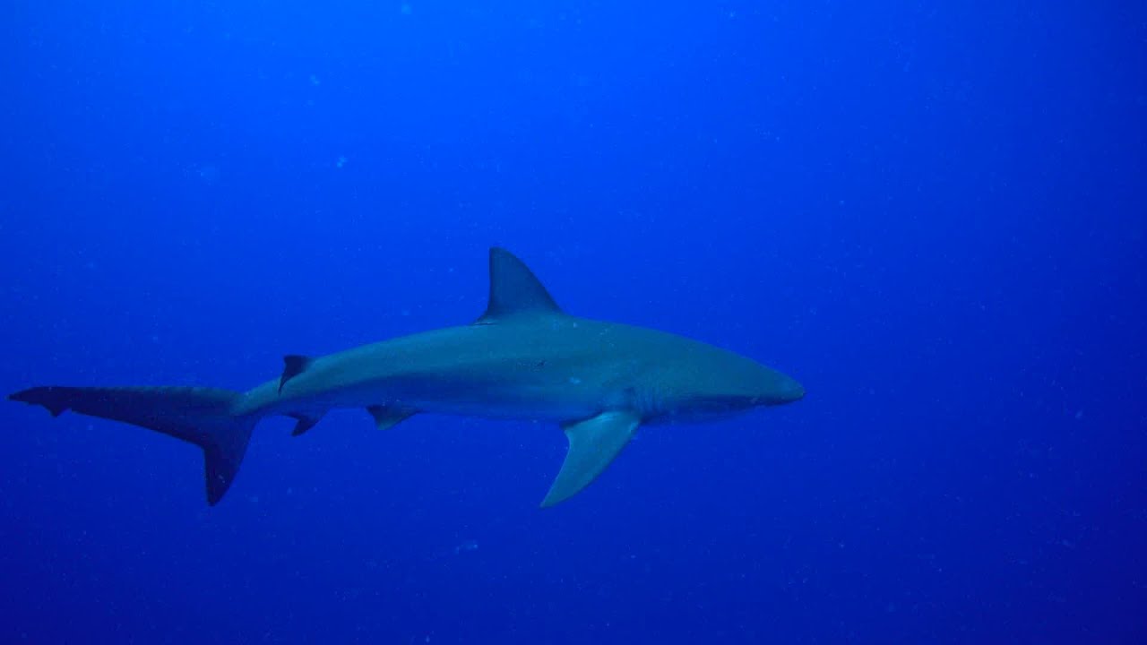 FFS Decompression Galapagos shark close