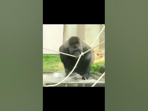 Как дерутся гориллы 🦍 драка горилл #shortsyoutube #animalshort #гориллы ...