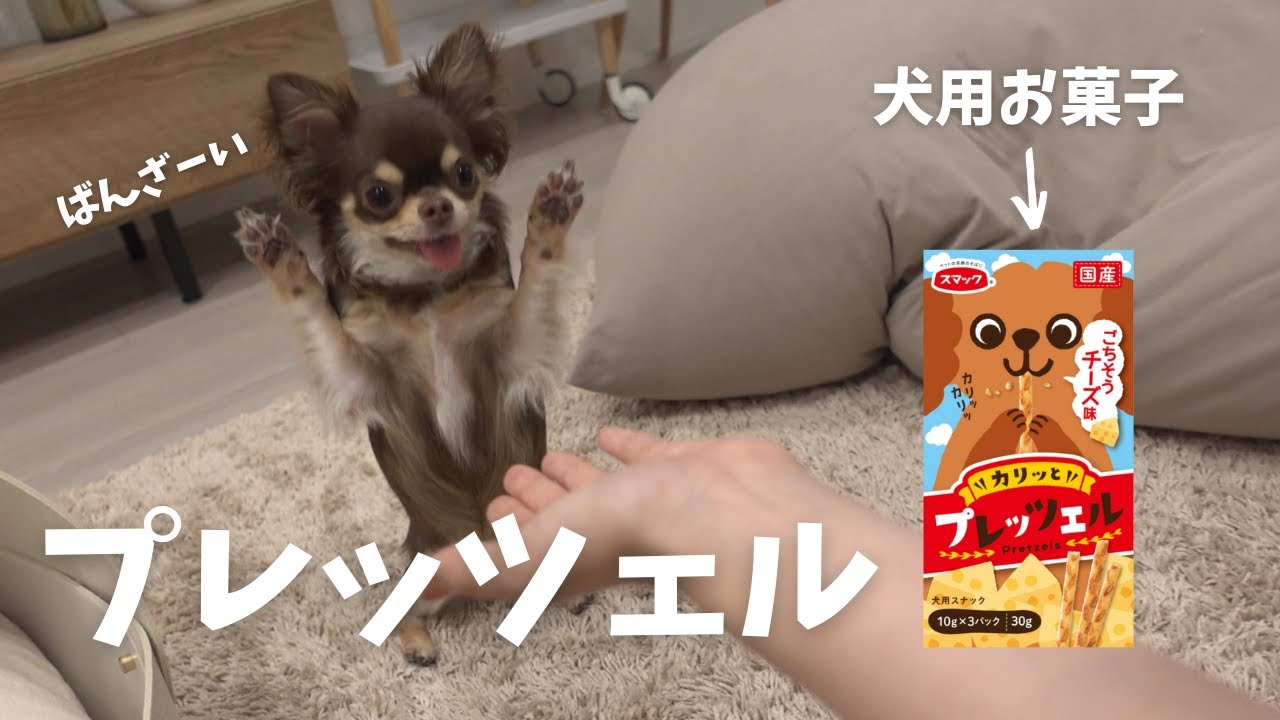 人間用のお菓子と勘違いしてバンザイで大喜びするチワワ Youtube