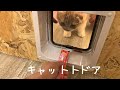 子猫にキャットドアを覚えて貰う方法【スコティッシュフォールド】