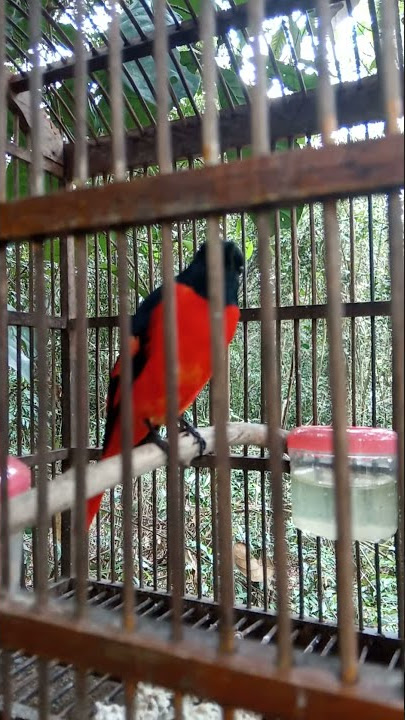 burung murai api