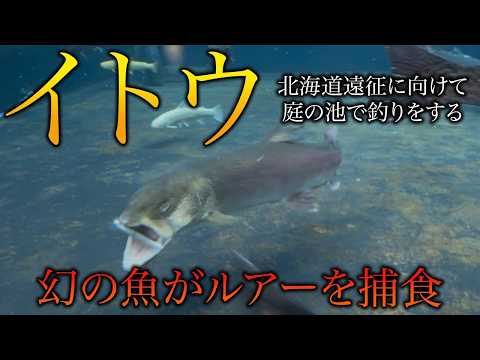 Sakhalin taimen attacking a lure] Serious preparations for an