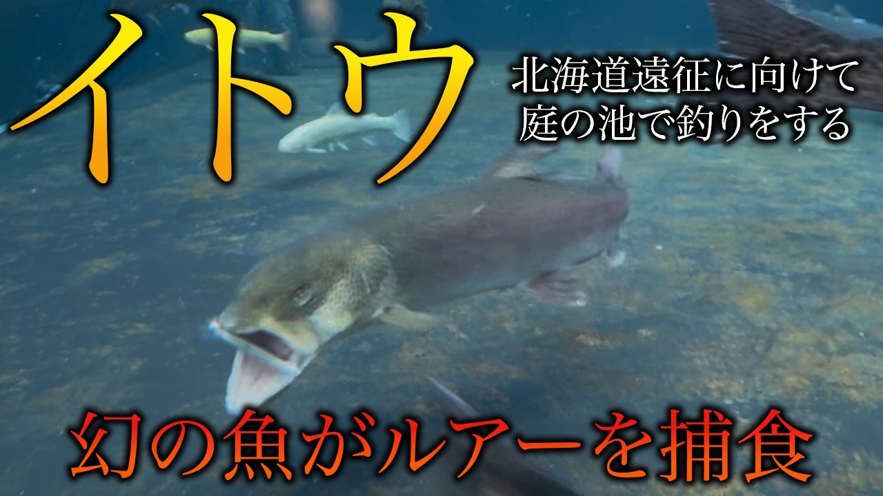 【ルアーに襲いかかるイトウ】北海道朱鞠内湖遠征に向けて本気で準備！庭池のイトウを釣ってみた！