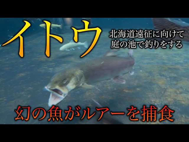 Sakhalin taimen attacking a lure] Serious preparations for an