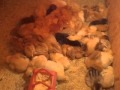my baby chickens sleeping