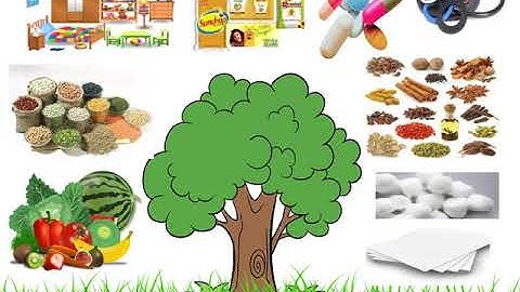 Class 3 : Lesson 4 - Importance of Plants - BPDAV