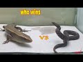 Lizard  vs  Snake