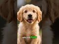 “He Didn’t Expect a Celebration… 🎉🐶”