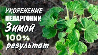 Укоренение пеларгоний зимой. 100% результат наращивания корней и получения пышных кустиков