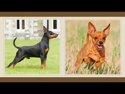 Videó: Német Pinscher Kutyafajta Hipoallergén, Egészségügyi és életre Szóló