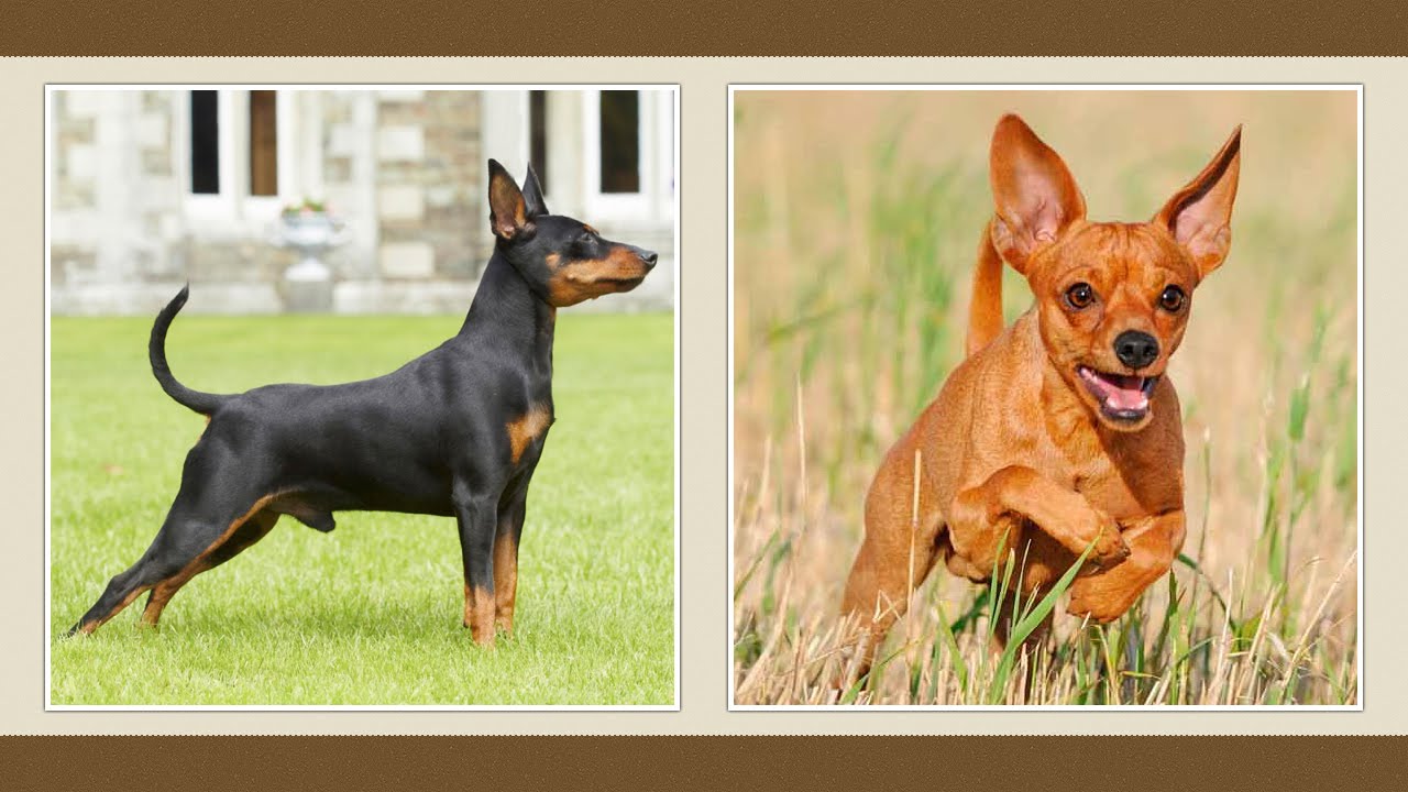 Kis méretű kutyafajták fotókkal, nevekkel és a karakter jellemzőivel - Kezelés July