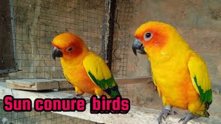 Sun conure breeding progress.2023 &tips #sun conure # Aviculture# parrot# pets