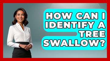 How Can I Identify A Tree Swallow? - Bird Watching Diaries