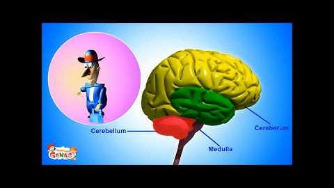 Cerebellum - Functions Video for kids by makemegenius.com