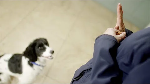 How to Teach Your Dog to Stay | The Battersea Way