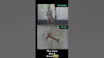Ants Vs Humans Problem solving skills