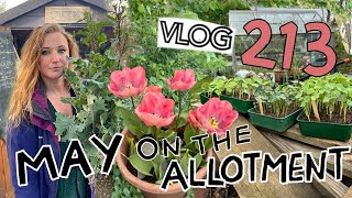 Busy few days with Allotment Flowers and New Projects. Ep 213 || Plot 37