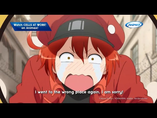 Sweet moment of Red blood cell and White blood cell, Cells at work, Hataraku  Saibou / Cells at Work!