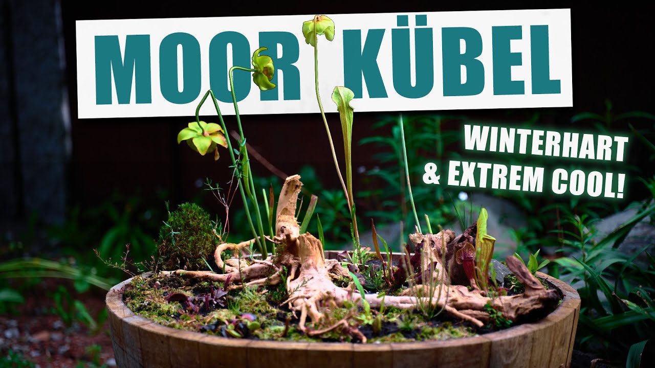 Moorkübel mit winterharten Karnivoren! Anlegen, einrichten & Pflegen.