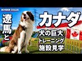 【【海外の犬事情】遼馬とカナダの犬の巨大施設見学に行きました!