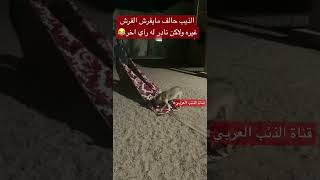 الذيب حالف مايفرش الفرش غيره ولاكن نادر له رآي اخر