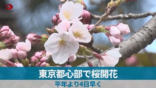 東京都心部で桜開花 平年より4日早く