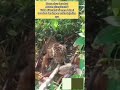 harimau di hutan